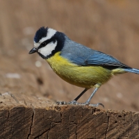Modraszka kanaryjska - Cyanistes teneriffae - Canary Islands Tit
