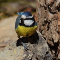 Modraszka kanaryjska - Cyanistes teneriffae - Canary Islands Tit