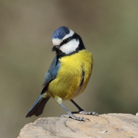Modraszka kanaryjska - Cyanistes teneriffae - Canary Islands Tit