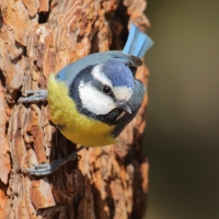 Modraszka kanaryjska - Cyanistes teneriffae - Canary Islands Tit