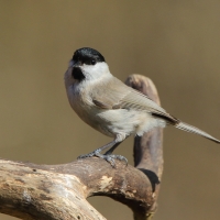 Sikora uboga - Poecile palustris - Marsh Tit