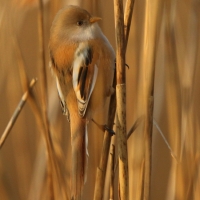 Wąsatka - Bearded Reedling