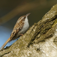 Pełzacz leśny - Certhia familiaris - Eurasian Treecreeper