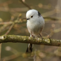 Raniuszek - Aegithalos caudatus - Long-tailed Tit