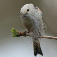 Raniuszek - Aegithalos caudatus - Long-tailed Tit