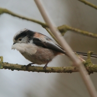 Raniuszek - Aegithalos caudatus - Long-tailed Tit