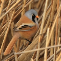 Wąsatka - Panurus biarmicus - Bearded Reedling
