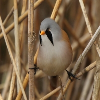 Wąsatka - Panurus biarmicus - Bearded Reedling