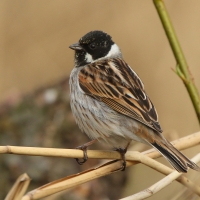 Potrzos - Emberiza schoeniclus - Common Reed Bunting