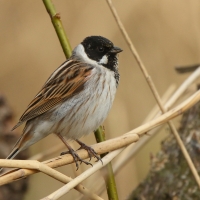Potrzos - Emberiza schoeniclus - Common Reed Bunting