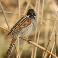 Potrzos - Emberiza schoeniclus - Common Reed Bunting