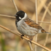 Potrzos - Emberiza schoeniclus - Common Reed Bunting