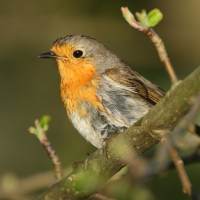 Rudzik - Erithacus rubecula - European Robin