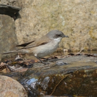 Piegża - Sylvia curruca - Lesser Whitethroat