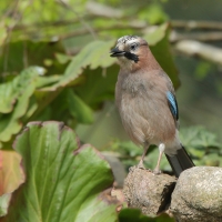 Sójka - Garrulus glandarius - Eurasian Jay