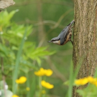 Kowalik - Sitta europaea - Eurasian Nuthatch