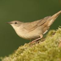Brzęczka - Locustella luscinioides - Savi's Warbler