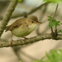 Łozówka - Acrocephalus palustris - Marsh Warbler