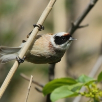 Remiz - Remiz pendulinus - Eurasian Penduline