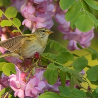 Piecuszek - Phylloscopus trochilus - Willow Warbler