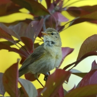 Piecuszek - Phylloscopus trochilus - Willow Warbler
