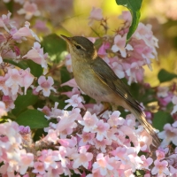 Piecuszek - Phylloscopus trochilus - Willow Warbler