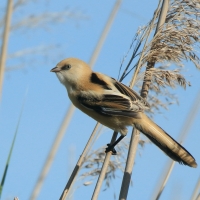 Wąsatka - Panurus biarmicus - Bearded Reedling