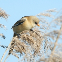 Wąsatka - Panurus biarmicus - Bearded Reedling