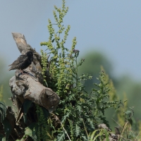 Szpak - Sturnus vulgaris - Common Starling