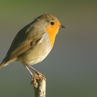 Rudzik - Erithacus rubecula - European Robin