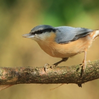 Kowalik - Sitta europaea - Eurasian Nuthatch