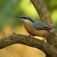 Kowalik - Sitta europaea - Eurasian Nuthatch