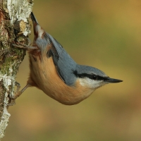 Kowalik - Sitta europaea - Eurasian Nuthatch