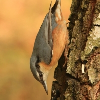 Kowalik - Sitta europaea - Eurasian Nuthatch
