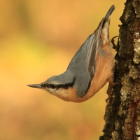 Kowalik - Sitta europaea - Eurasian Nuthatch