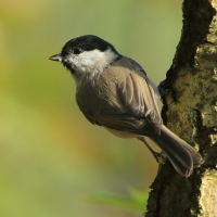 Sikora uboga - Poecile palustris - Marsh Tit