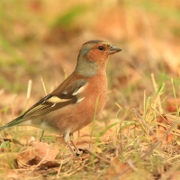 Zięba - Fringilla coelebs - Common Chaffinch