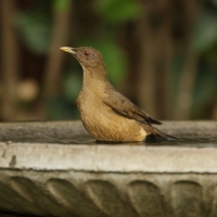 Drozd brązowawy - Turdus grayi - Clay-colored Thrush