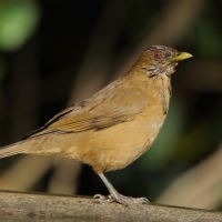 Drozd brązowawy - Turdus grayi - Clay-colored Thrush