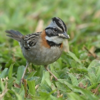 Pasówka obrożna - Zonotrichia capensis - Rufous-collared Sparrow