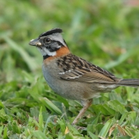 Pasówka obrożna - Zonotrichia capensis - Rufous-collared Sparrow