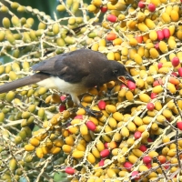Brązowronka - Psilorhinus morio - Brown Jay