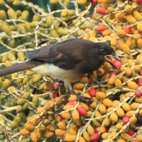 Brązowronka - Psilorhinus morio - Brown Jay