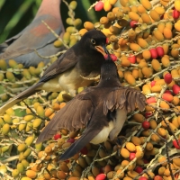 Brązowronka - Psilorhinus morio - Brown Jay