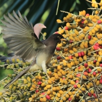 Brązowronka - Psilorhinus morio - Brown Jay