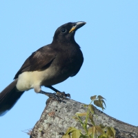 Brązowronka - Psilorhinus morio - Brown Jay