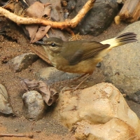 Koronówka płowa - Myiothlypis fulvicaud - Buff-rumped Warbler