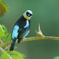 Tangarka modrolica - Stilpnia larvata - Golden-hooded Tanager