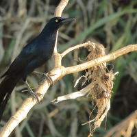 Wilgowron meksykański - Quiscalus mexicanus - Great-tailed Grackle