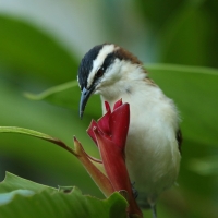 Strzyżyk rdzawokarkowy - Campylorhynchus rufinucha - Rufous-naped Wren